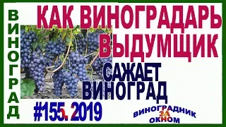 🍇 КАК ВИНОГРАДАРЬ ― ВЫДУМЩИК САЖАЕТ ВИНОГРАД. Посадка двухглазкового саженца винограда осенью.