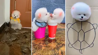 Tik Tok Chó Phốc Sóc Mini 😍 Funny and Cute Pomeranian #382