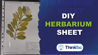 DIY Herbarium Sheet | ThinkTac | Science Experiment