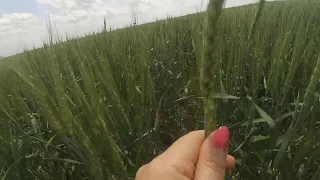 Пшениця по NO-TILL