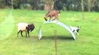 Amazing Stunts  goats balancing on a flexible steel ribbon