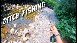 ROADSIDE DITCH Fishing for CRAZY FISH