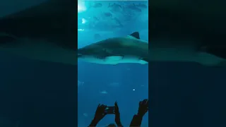 This Shark solves a Murder case!! 🤯
