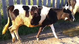 Коровы и телята пасутся на улице в поселке. Cows and calves