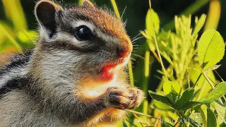 Siberian chipmunk -Life in the Meadow - Part 1 | Film Studio Aves