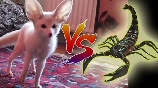 Fennek Fox VS Scorpion -ϟ BLOODY FIGHT ϟ 🦊Raposa Feneco🦊EPIC BATTLE.
