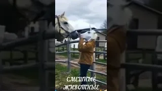 Смешные животные Лошади забавные моменты видео Funny video with Horses fun animals video