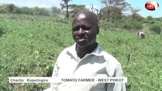 Tomato farmer counting his blessings after every harvest