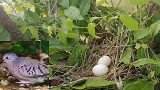 COMO VA MI ROLITA DE CAMINO(Columbina passerina)