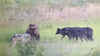 Wolf Pack Chases Grizzly Bear || ViralHog