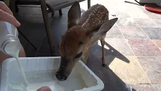 Breakfast with Bambi the Whitetail Deer Fawn (day 4, part 2)