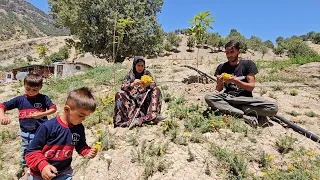 A challenge for the rural family of Nargis is upset that the native chickens were stolen