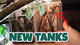 Upgrading + Feeding Our Mantis!