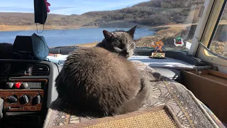 Vivre en camping-car avec 1 chien et 2 chats !