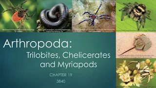 3840_Chapter 19: Arthropoda- trilobites, chelicerates and myriapods