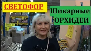 СВЕТОФОР. ОГРОМНЫЙ ВЫБОР ШИКАРНЫХ ОРХИДЕЙ ПО 389 РУБЛЕЙ.