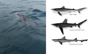 Atlantic Recreational Shark Fishing Handling and Release of Prohibited Species