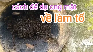 cách để dụ một đàn ong mật về làm tổ.How to lure a swarm of honey bees to make a nest?