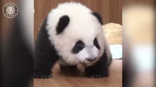 Baby Pandas 🔴 Cute and Funny Baby Panda Videos Compilation 2021 Pandas in the park.