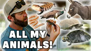 Forrest Galante's Home Zoo Tour | Snakes, Turtles, Mini Horse & More!