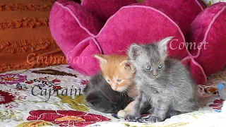 5 Week Old Maine Coon Kittens…Simply Adorable!