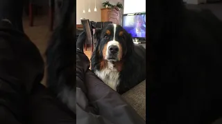 What Happens When You Ignore A Bernese Mountain Dog