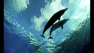 Украинские боевые дельфины погибли в Крыму — постпред Порошенко. Обозреватель, Украина.