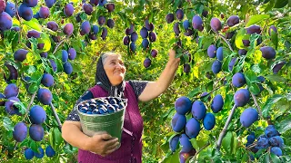 Harvested Large Black Plums and Making Delicious Jam, Cake and Juice!