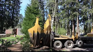Giant Sequoia Tree Planting
