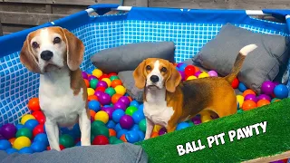 Beagle Ball Pit Pool Party Compilation : Funny Dogs Louie & Marie