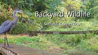 Backyard Wildlife Mix (Suffield, CT)