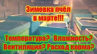 ЗИМОВКА ПЧЁЛ В МАРТЕ МЕСЯЦЕ, РАСХОД КОРМА, ТЕМПЕРАТУРА, ВЛАЖНОСТЬ, ВЕНТИЛЯЦИЯ ЗИМОВНИКА.