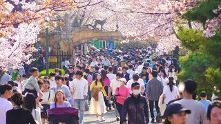 SEOUL GRAND PARK Cherry Blossom Festival 2023🌸 The Most Beautiful Cherry Blossoms in SEOUL🌸🌸🌸