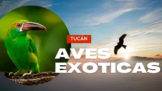 Aves Exóticas |👉 Conoce todo sobre los TUCANES 🐦