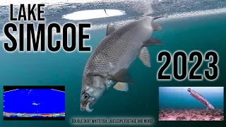Ice Fishing Lake Simcoe Whitefish 2023. Underwater Video, Livescope Recordings and MORE INCLUDED!