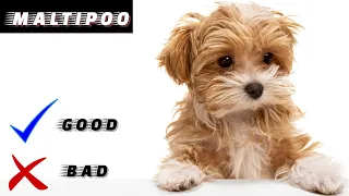 Maltipoo Pros And Cons | The Good And The Bad