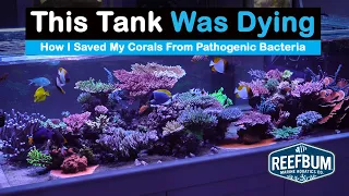 This Tank Was Dying: How I Saved My Corals From Pathogenic Bacteria