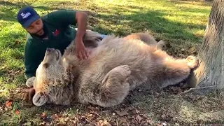 Трогательное видео: медведица узнала своего спасителя спустя много лет. Невероятно!