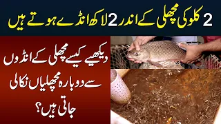 2kg Ki Fish se 2 Lakh Eggs - Kaise Eggs Se Dubara Fish Nikali Jate Hain | Fish Hatching in Pakistan