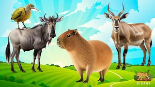 Summary of Animals: Kiwi, Squirrel, Polecat, Ocelot, Capybara - Animal Paradise