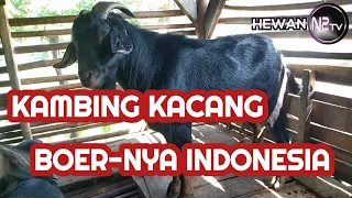 SISTEM KANDANG: Ternak kambing kacang menguntungkan