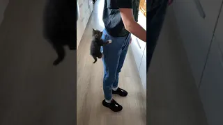 Tiny kitten crawl up mom’s pant leg in hopes of getting her toast.