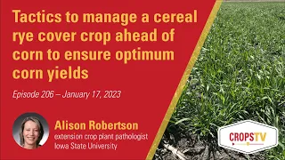 Tactics to manage a cereal rye cover crop ahead of corn to ensure optimum corn yields