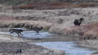 Wolves chase a grizzly