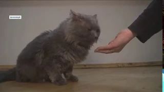 Життя в музеї: будні кота на прізвисько Шпатель