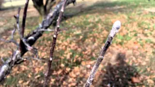 Apple Tree Buds - Fruit vs Vegetative Buds