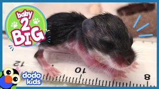 Curious Tiny Mice Just Want to Explore | Animal Videos For Kids | Dodo Kids Baby to Big