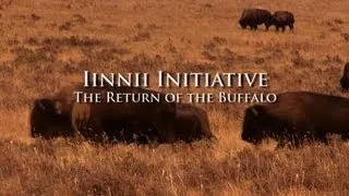 Iinnii Initiative: The Return of the Buffalo