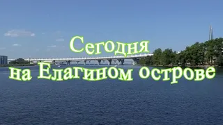 Сегодня на Елагином острове: утки, истребители и окуни