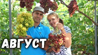 План работ на винограднике в Августе